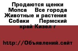 Продаются щенки Мопса. - Все города Животные и растения » Собаки   . Пермский край,Кизел г.